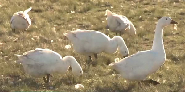 500 тысяч доз вакцины против птичьего гриппа получит Акмолинская область