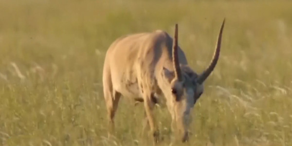 БҚО-да киік мүйізін сатпақ болғандар ұсталды