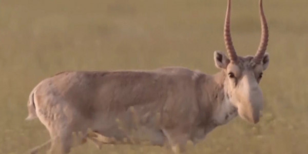 БҚО-да браконьерлермен күрес күшейді