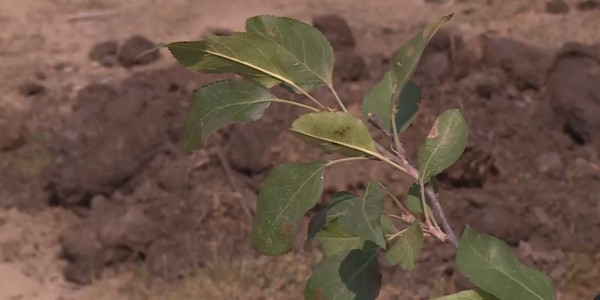 Усть-Каменорск хотят превратить в яблоневый сад