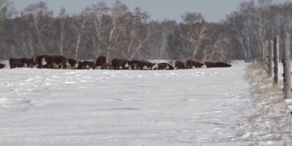 Электрондық бақташы: шаруаның қолы ұзарды
