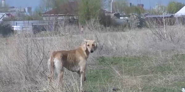 Стая бродячих собак напала на женщину с ребенком в Актобе