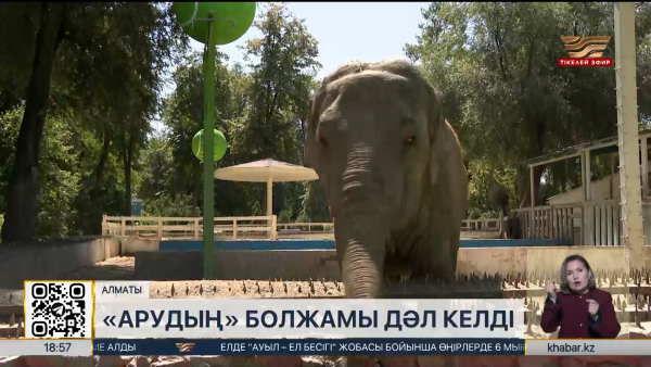 Алматы хайуанаттар бағындағы піл «Қайраттың» жеңісін дәл болжады