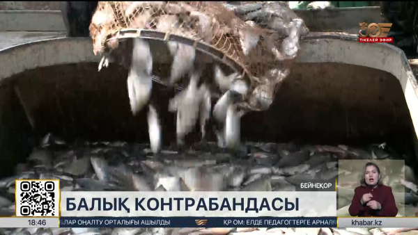 Жетісу облысында балық өнімдері Еуропаға заңсыз тасымалданған