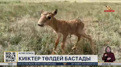 Ақтөбе облысында киіктер төлдей бастады