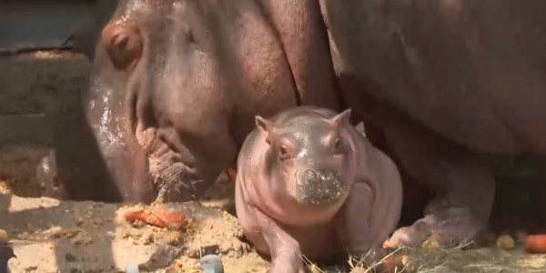 В Алматинском зоопарке на свет появился детеныш бегемота