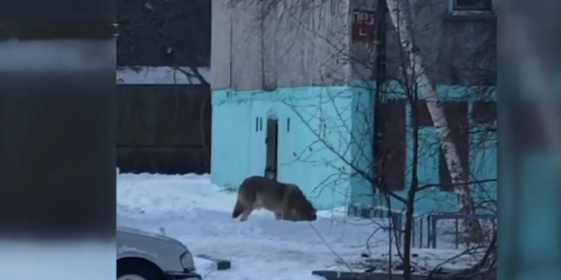 Второй случай нападения волков на скот зафиксирован в Павлодарской области