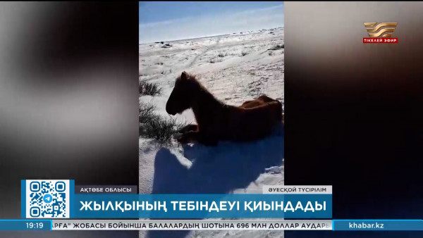 Ақтөбе облысының бірқатар ауданында мал шығыны тіркелді
