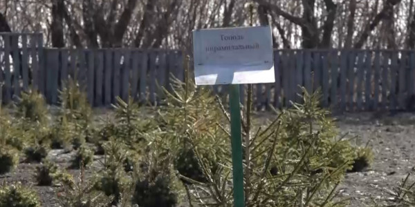 В СКО планируют посадить более 23 миллионов саженцев