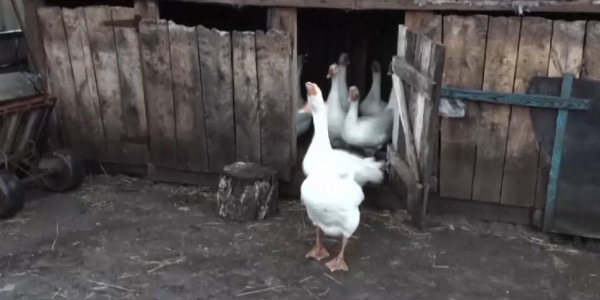 Сельчане Северо-Казахстанской области не хотят уничтожать домашнюю птицу