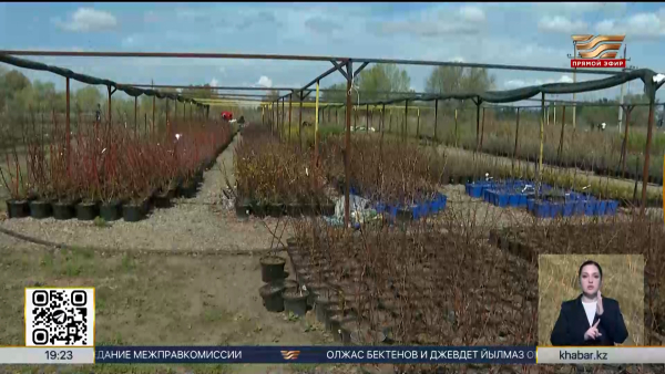 «Актобе, дыши!»: школьные дворы массово озеленяют