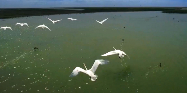 &laquo;20 фактов об Астане&raquo;. Кургалджинский заповедник