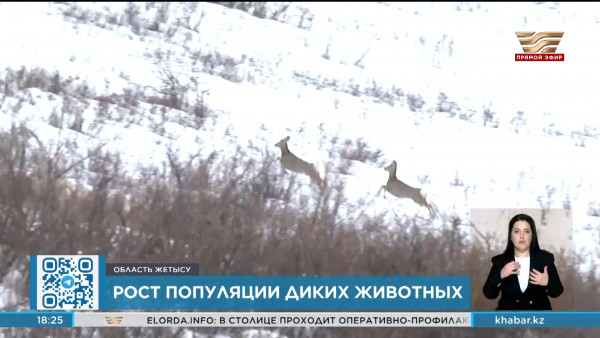 Выросла популяция медведей, кабанов и тэков в Жонгар-Алатауском парке