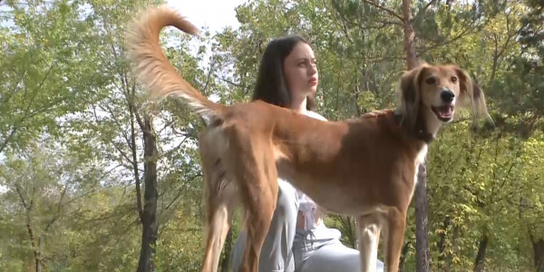 Порода казахского волкодава практически утеряна