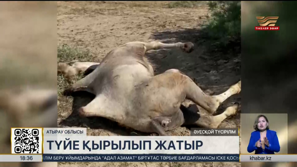Атырау облысында түйе қырылып жатыр