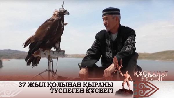 37 жыл қолынан қыраны түспеген құсбегі. &laquo;Құсқанат ғұмыр&raquo;