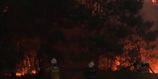 За последние 5 лет в Казахстане случилось 3 тыс. лесных пожаров