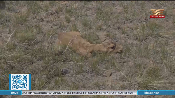 Павлодар облысында киік төлдеп жатыр