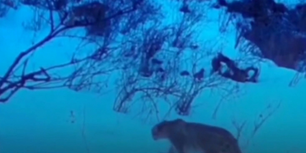 Снежный барс попал в фотоловушку в Жамбылской области