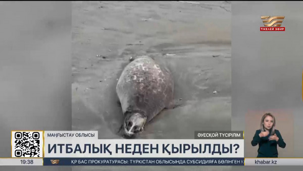 Маңғыстау облысында итбалықтар неден қырылды?