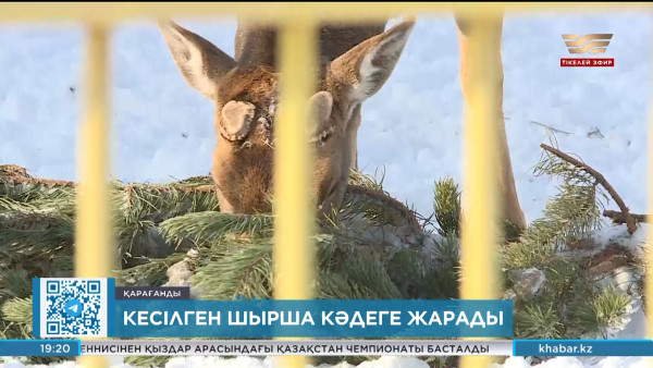 Қарағандыда кесілген шыршалар кәдеге жарап жатыр