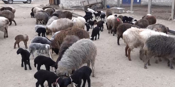 В Мангистауской области фермеров не устраивает размер субсидии для разведения племенного скота
