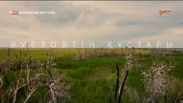 «Әуезовтің құстары» деректі фильмі