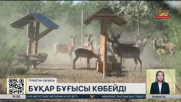 Түркістан облысында бұқар бұғысы көбейді
