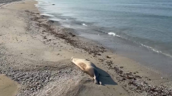 Итбалық неден қырылды?