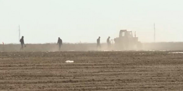 Мұнайлы өңір диқандары мал азығын өздері екпек ниетте