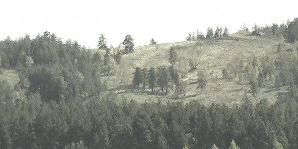 В Акмолинской области произошло больше 30 лесных пожаров