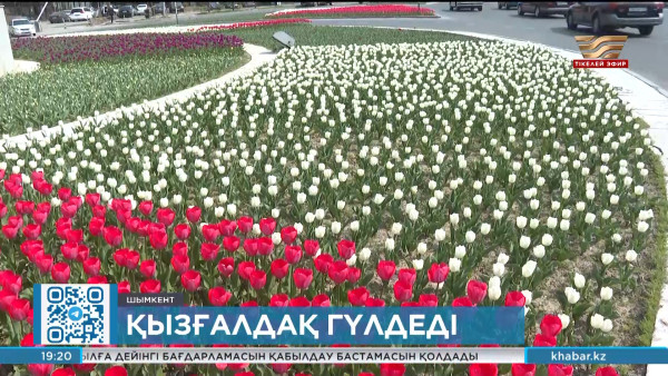 Шымкентте қызғалдақ гүлдеді
