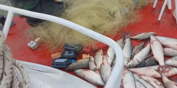 Жайық-Каспий бассейнінде дәстүрлі балық қорғау шарасы басталды