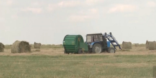 2 млрд тенге выделят на стабилизацию стоимости сена в Костанайской области