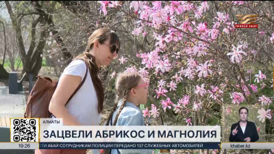 Абрикос и магнолия зацвели в Алматы