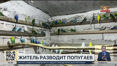 Житель Тараза получил государственный грант на разведение попугаев