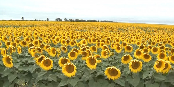 Экспортеры подсолнечника испытывают потери из-за госпошлины в 20%