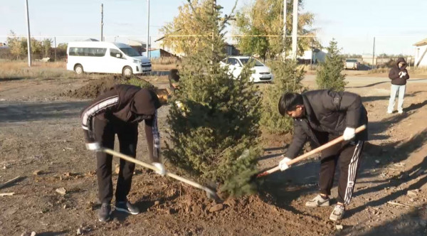 Ақмола облысында 20 шырша мен 40-қа жуық терек отырғызылды