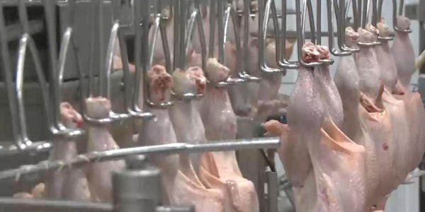 Жазда құс етіне сұраныс азайды