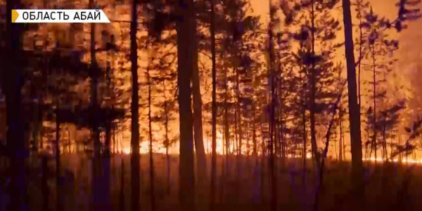 Что не так с лесной отраслью в Казахстане?