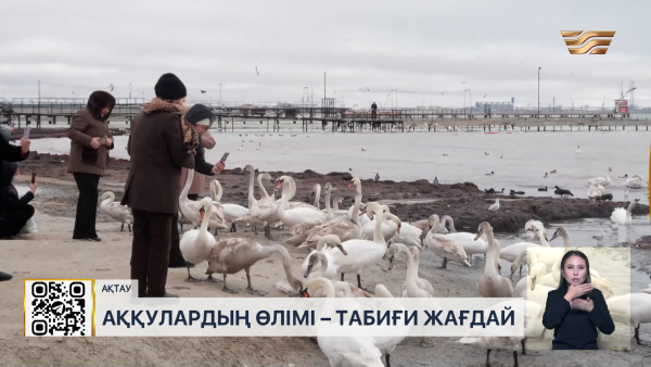 Маңғыстаудағы аққулардың өлімі: Су құрамынан ластаушы зат табылмады