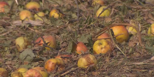 Алматының алма ағаштары оталып жатыр