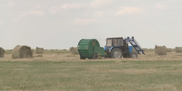 Қостанай облысының бірқатар ауданында шөп тапшы