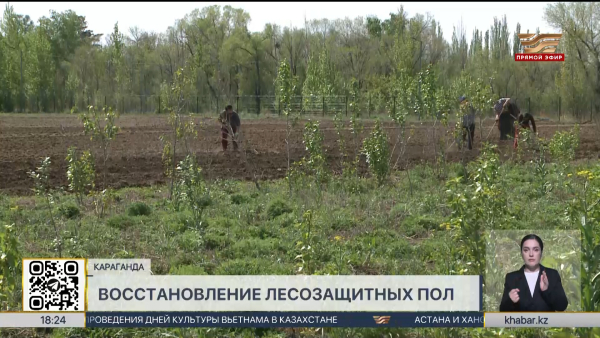 Почти 44 тысячи сосен посадили в Караганде
