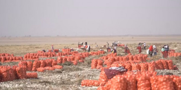 Жамбыл облысы Қордай ауданындағы ахуал тұрақталды