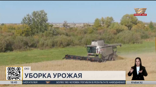 Аграрии СКО собрали урожай зерновых с 80% засеянных площадей