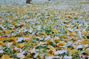 Температура воздуха ниже климатической нормы сохранится на всей территории республики