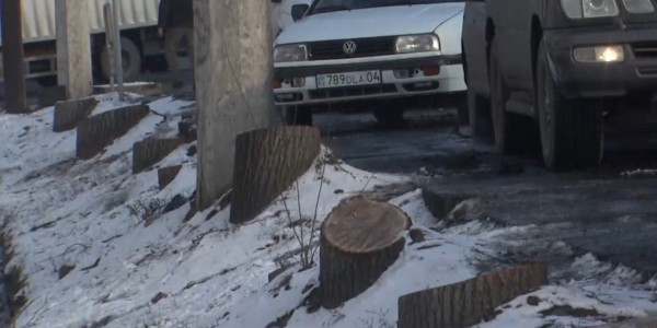 Алматыда ағаштарды аяусыз отағандар жауапқа тартылады