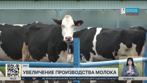 Производство молока в СКО выросло на 30% за пять лет