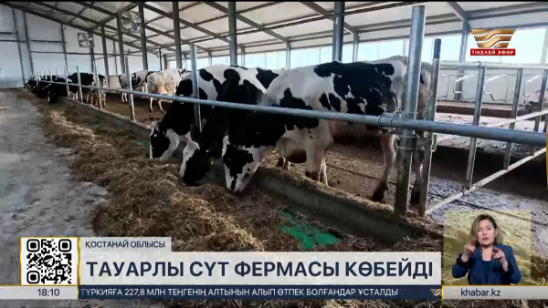 Тауарлы сүт фермасы көбейді